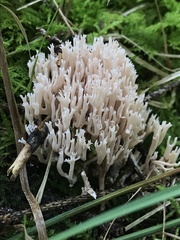 Ramaria gracilis