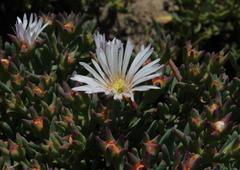 Lampranthus stipulaceus