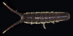 Pentidotea gracillima