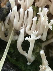 Ramaria gracilis