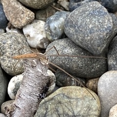Tetragnatha caudata