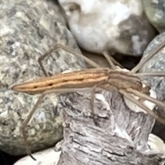 Tetragnatha caudata