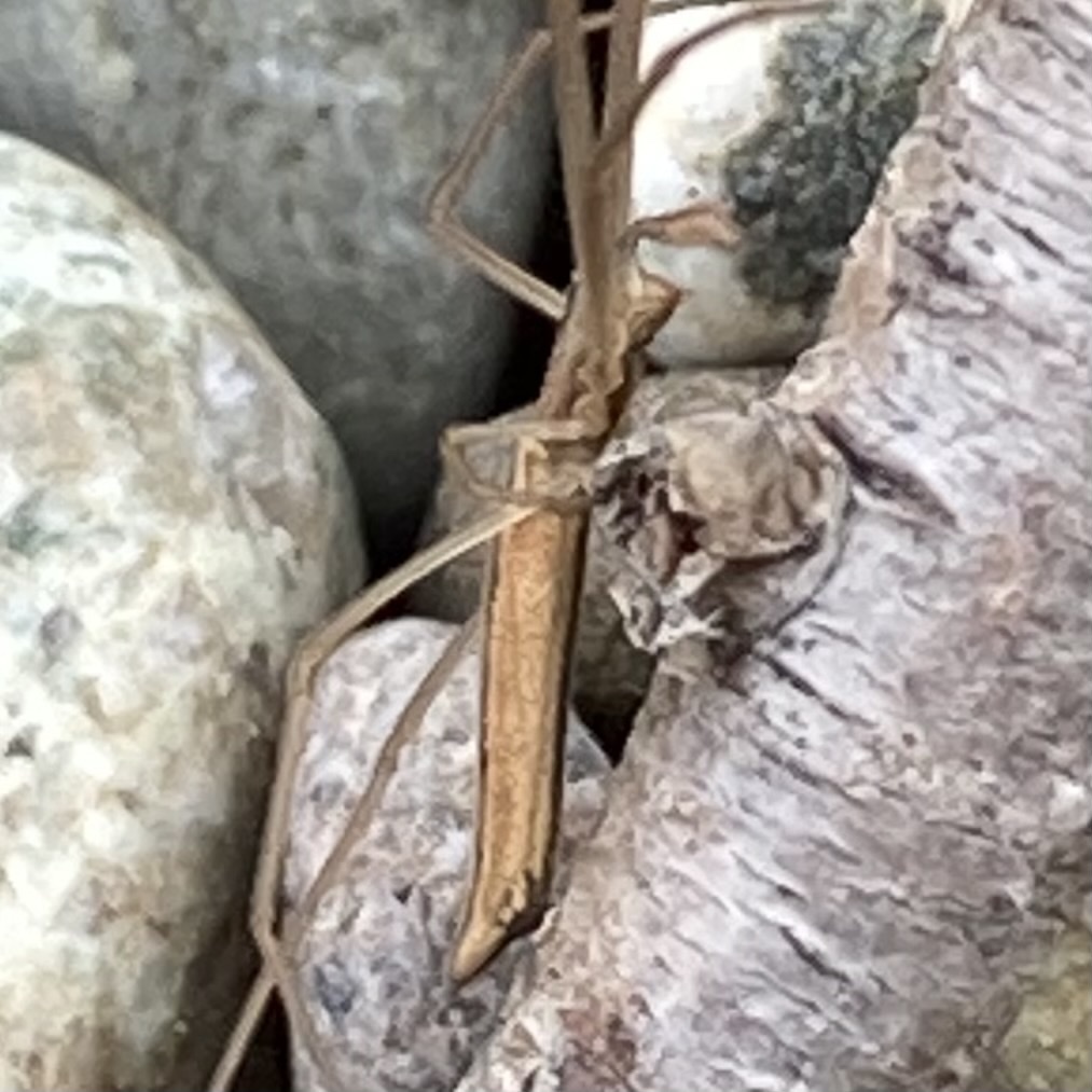 tailed long-jawed orbweaver
