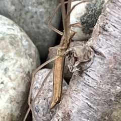 Tetragnatha caudata