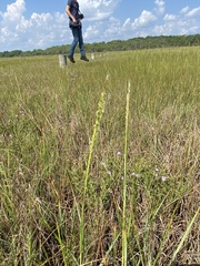 Sporobolus anglicus