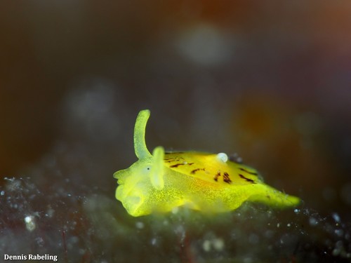 Yellow Umbrella Slug
