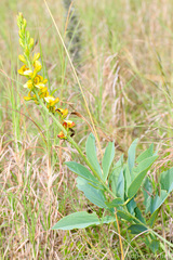 Argyrolobium robustum