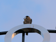 Falco peregrinus