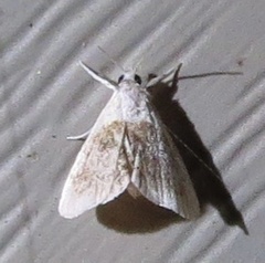 Glaphyria fulminalis