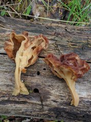 Gyromitra esculenta
