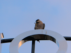 Falco peregrinus