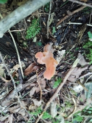 Guepinia helvelloides
