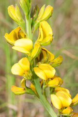 Argyrolobium robustum