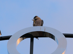 Falco peregrinus