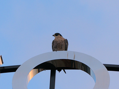 Falco peregrinus