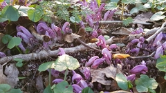 Lathraea clandestina