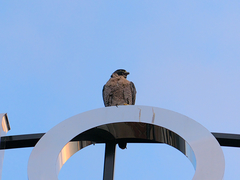 Falco peregrinus