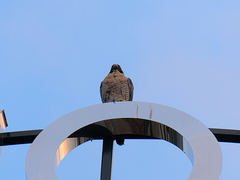 Falco peregrinus