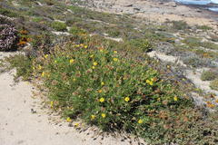 Othonna coronopifolia