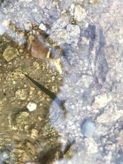 Haemopis sanguisuga