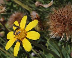 Othonna coronopifolia