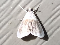 Glaphyria fulminalis