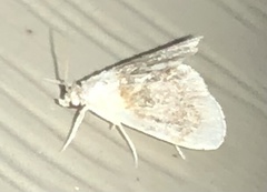 Glaphyria fulminalis