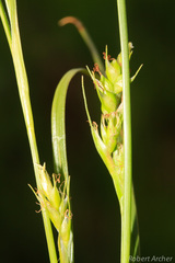 Carex spartea