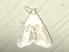 Glaphyria fulminalis