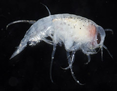 Themisto pacifica