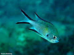 Chromis limbata