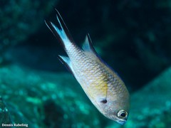 Chromis limbata