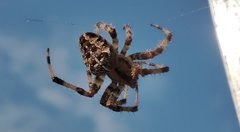 Araneus diadematus