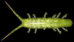 Pentidotea gracillima