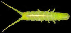 Pentidotea gracillima