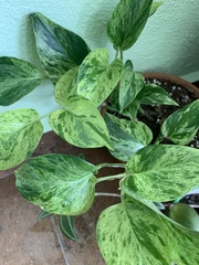 Epipremnum aureum