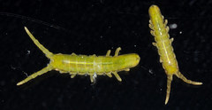 Pentidotea gracillima