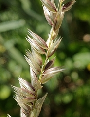 Elymus pungens