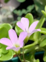Oxalis triangularis