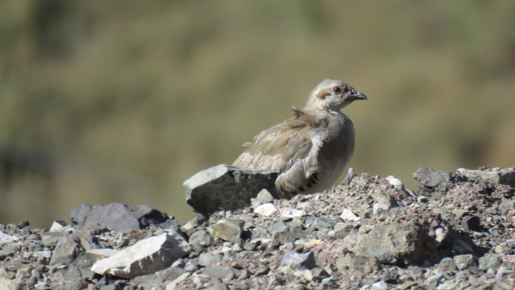 바위자고새 from Shemiranat, Tehran Province, Iran on 2021년... 𐎯𐎽𐎮 · iNaturalist 바위자고새 (Alectoris chukar)