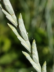 Elymus pungens