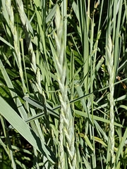 Elymus pungens