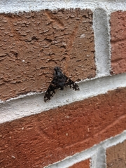 Xenox tigrinus