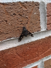 Xenox tigrinus