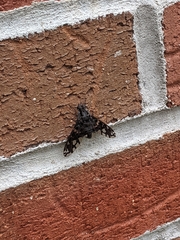 Xenox tigrinus