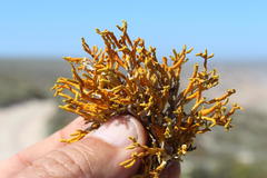 Dufourea flammea