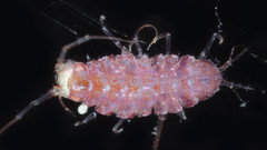 Ianiropsis derjugini