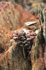 Crassula sericea sericea