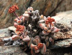 Crassula sericea sericea