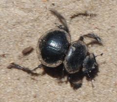 Pachysoma striatum